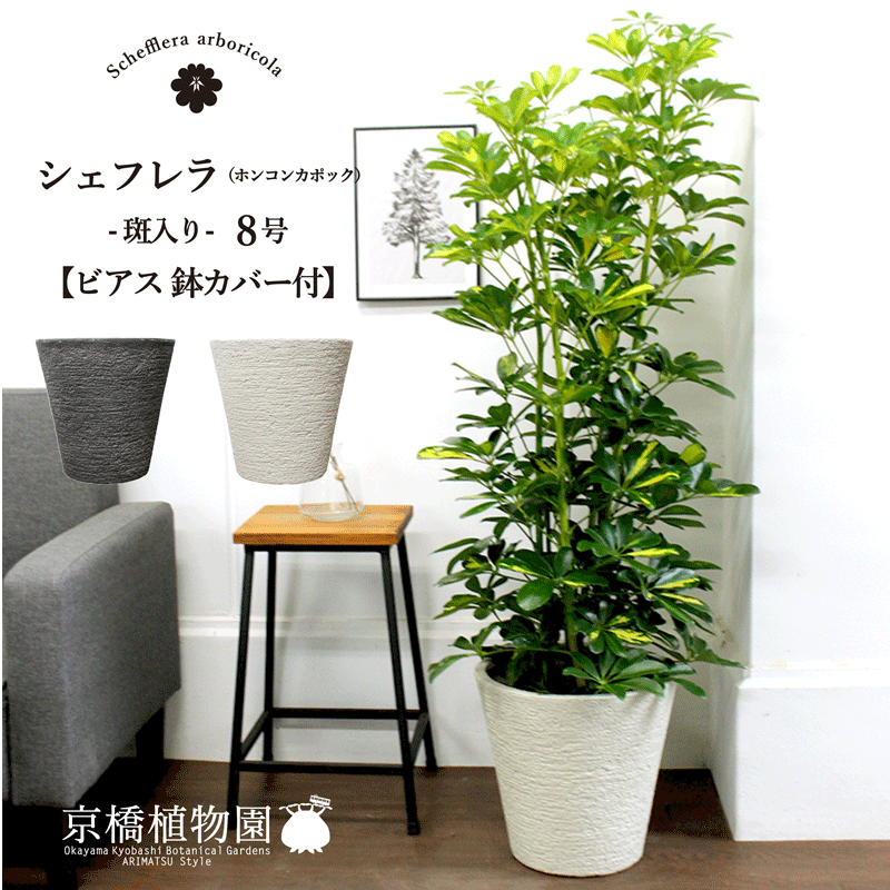 ※こちらは、スーパーセールのために生産者さんからご協力いただいた『特価商品』です。日頃からの感謝を込めて、特別価格にてご提供させていただきます。 お届け内容 品種名 ホンコンカポック（シェフレラ）） ※こちらは「斑入り」の個体をお届けします。 サイズ 全高：約110cm〜約130cm（鉢底からの高さ） 最大幅：約40cm〜約50cm ※こちらはサイズの目安です。季節などにより変動がございますので、あらかじめご了承ください。 鉢 8号サイズ 付属品 ・ビアス鉢カバー（ポリストーンライト製） 外寸　最大幅：31cm/高さ：29cm こちらは鉢カバーの色を選べます。 ▼ホワイト ▼ブラック ・受け皿（鉢カバーの中に入れてお届けします） ・育て方の紙 その他 ラッピング・メッセージカード無料 ※画像と同規格の個体を1つお届けします。 ※樹形等には個体差がございます。 ※個体はお選びいただけませんので、ご了承ください。 ※店舗の在庫状況によっては、ご希望の日時でのお届けがかなわない場合がございます。お急ぎの場合は、お電話にて在庫をご確認ください。※こちらは、スーパーセールのために生産者さんからご協力いただいた『特価商品』です。日頃からの感謝を込めて、特別価格にてご提供させていただきます。