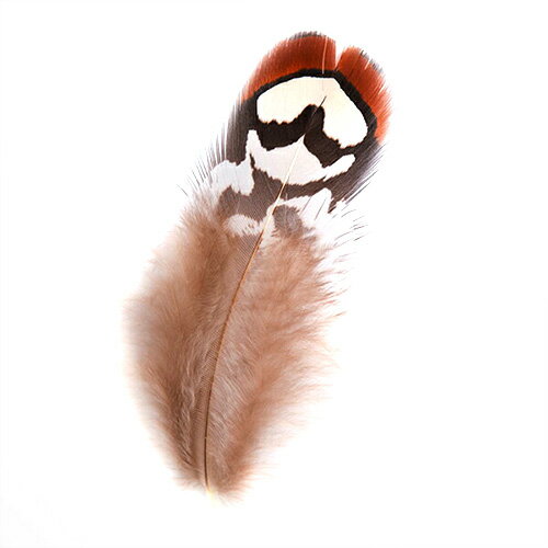 Rakuten - 地ケイ小羽根　10枚 4-6cm【装飾用の羽根】アクセサリー パーツ 羽 アクセサリ フェザー 手芸 しゅげい【メール便】