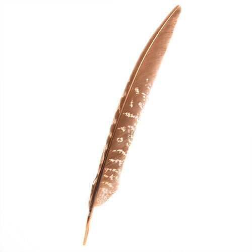 羽 キジ　風切 5本 10-20cm【装飾用】【羽根】【アクセサリー パーツ 羽 手芸 フェザー アクセサリ しゅげい】羽 髪飾り 羽 手芸 羽 ビーズ 羽 帽子飾り　【メール便】