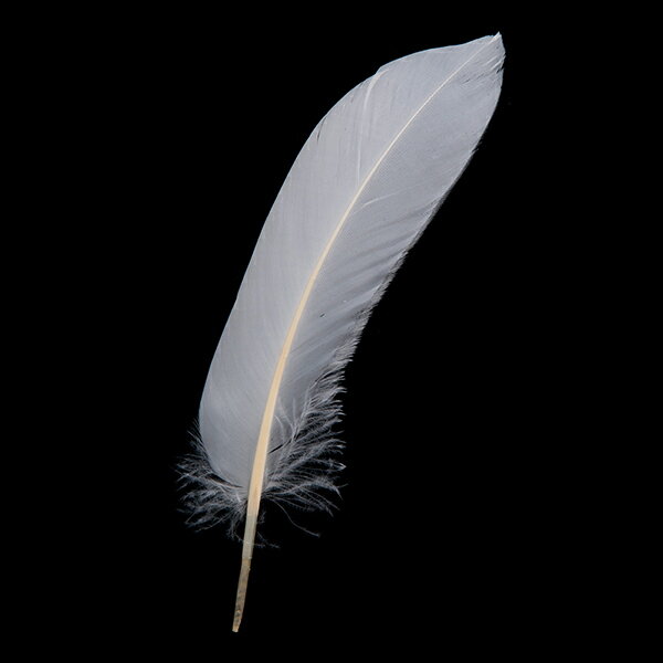 【メール便可能】初列風切りダックホロ　20枚【装飾用】【羽根】【羽】