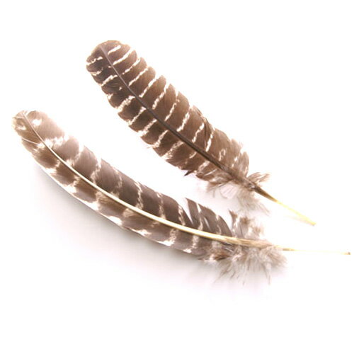 七面 ホロ 茶（25－30cm） 装飾用の羽根2本 【アクセサリー フェザー パーツ 羽 手芸 アクセサリ しゅげい】