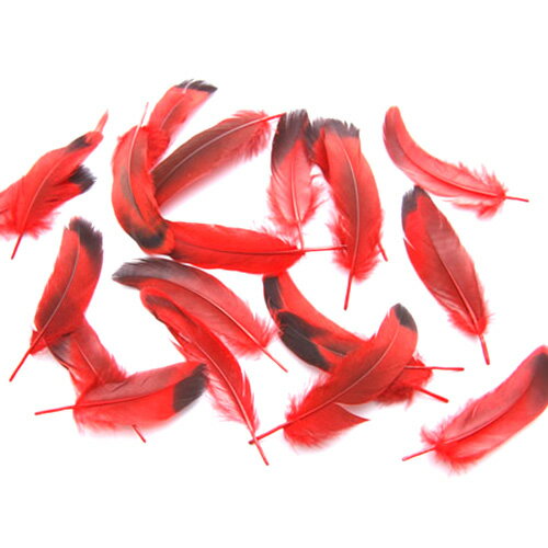 鴨目玉 （赤）15本　4－6cm　装飾用の羽根 【アクセサリー フェザー パーツ 羽 手芸 アクセサリ しゅげい 羽根飾り】送料無料【メール便】