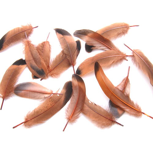 鴨目玉 (茶)15本 4-6cm 装飾用の羽根 【フェザー 茶色の羽根 アクセサリー パーツ 羽 手芸 アクセサリ しゅげい】送料無料【メール便】