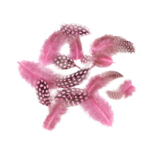 ホロホロ鳥 ピンク の羽根【アクセサリー パーツ 羽 羽根 フェザー 手芸 アクセサリ しゅげい】10本入り【メール便】