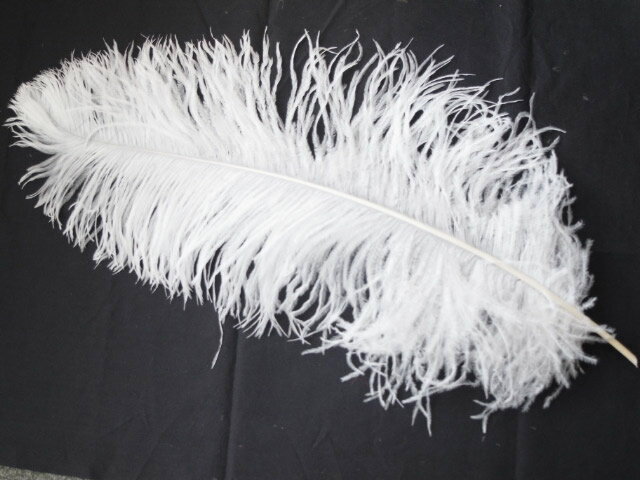 オーストリッチ 60-70cm （白） この羽根はディスプレイ、アクセサリー、ヘットドレス等に使用されてます。