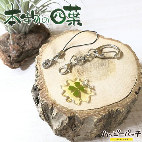乐天商城 - 四葉 クローバー キーホルダー ストラップ セルフ クリア ギザギザ 太陽風 本物の四つ葉 YS-102 メール便OK