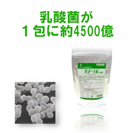 EF-5K 細粒 30包 新型乳酸菌EF-621K菌(エンテロコッカスフェカリス菌) 1包に約4500億個