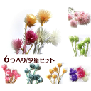\クーポン配布/ ハーバリウム 花材 キット シルバーデージー 6個入り 選べる7色 プリザーブドフラワー 花材 大地農園 ドライフラワー スモールフラワー 楽...