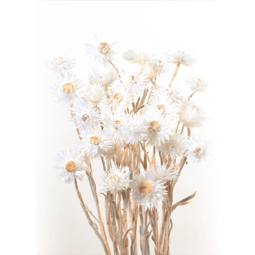 ݥۡ  ɥ饤ե ߥ˥Сǡ 25g ۥ磻 DO032001-011 Atelier memi ȥꥨ