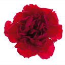 \クーポン配布/ 大地農園 ミニカーネーション レッド 【1輪】 プリザーブドフラワー 花材 大地農園 ドライフラワー スモールフラワー ハーバリウム アロマ ...