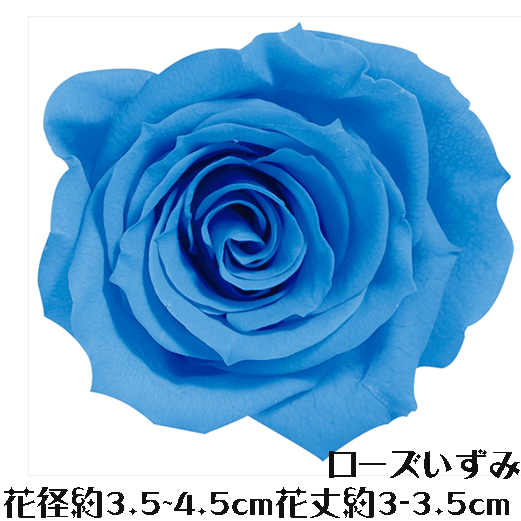 ＼クーポン配布／ ローズ いずみ ソーダブルー 【1輪】 プリザーブドフラワー バラ 花材 大地農園 ドライフラワー スモールフラワー ハーバリウム 花材 花 Atelier memi アトリエメミ