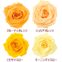 \クーポン配布/ バラ 【1輪】 選べる4色 イエロー オレンジ プリザーブドフラワー 花材 キット ハーバリウム セット アソート Atelier memi ...