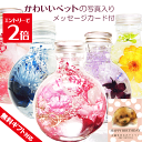 \クーポン配布/ ハーバリウム ギフト ペット ギフト 2本セット ギフトボックス入り 初盆ギフト 誕生日 プレゼント 犬 猫 お供え 写真付き プリザーブドフ...