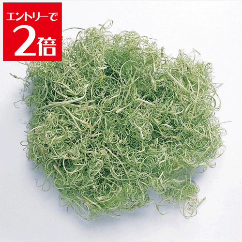 ＼クーポン配布／ 大地農園 カーリーモス 50g グリーン 61180-700 プリザーブドフラワー 花材 モス コケ プリザーブドフラワー 花材 ライフラワー スモールフラワー ハーバリウム アロマ ワックス サシェ 小花 リース キャンドル 手づくり 材料 アクセサリー 花