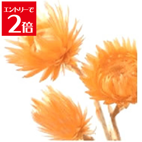 ＼クーポン配布／ 大地農園 ミニシルバーデージー 25g アプリコット 32001-390 プリザーブドフラワー ..