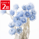 \クーポン配布/ 大地農園 ミニ シルバーデージー ウォーターブルー 約30cmL 花 サイズ 約3.5-4cm 1束(約25g) プリザーブドフラワー 花材 ドライフラワー スモールフラワー ハーバリウム アロマ ワックス サシェ Atelier memi アトリエメミ
