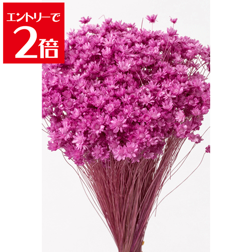 ＼クーポン配布／ スターフラワー ブロッサム 18g ストロベリー プリザーブドフラワー 花材 花 スモー..