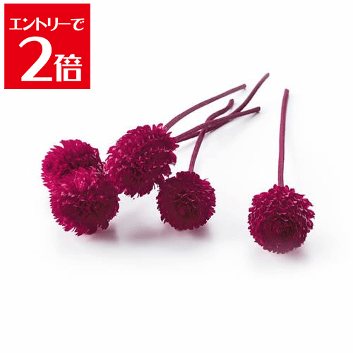 ＼クーポン配布／ 大地農園 千日紅 プリザーブド 30輪 レッド 03450-321 プリザーブドフラワー 花材 フラワー その他お花 花材 花 プリザーブドフラワー アレンジ Atelier memi アトリエメミ