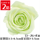 \クーポン配布/ ローズ いずみ フレッシュグリーン 【1輪】 プリザーブドフラワー バラ 花材 大地農園 ドライフラワー スモールフラワー ハーバリウム 花材...