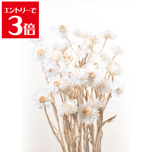 ＼クーポン配布／ 大地農園 ドライフラワー ミニシルバーデージー （約25g入り） ホワイト DO032001-011 Atelier memi アトリエメミ