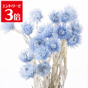 \クーポン配布/ 大地農園 ミニ シルバーデージー ウォーターブルー 約30cmL 花 サイズ 約3.5-4cm 1束(約25g) プリザーブドフラワー 花材 ドライフラワー スモールフラワー ハーバリウム アロマ ワックス サシェ Atelier memi アトリエメミ