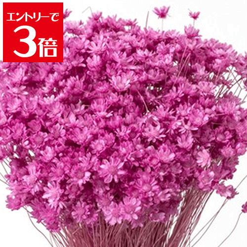 ＼クーポン配布／ プリザーブドフラワー 花材 スターフラワー ミニ ストロベリー 12g 30194-221 ハーバリウム ボールペン 小花 リース キャンドル 手づくり 材料 アクセサリー 大地農園 ドライフラワー 花 Atelier memi アトリエメミ