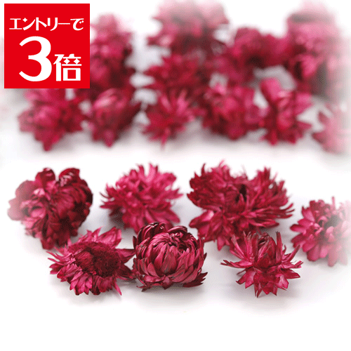 ＼クーポン配布／ ヘリクリサム ヘッド ワインレッド プリザーブドフラワー 花材 スモールフラワー ハ..