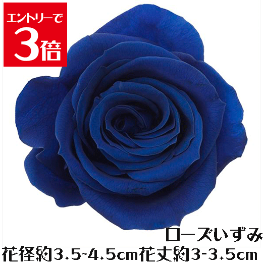 ＼クーポン配布／ ローズ いずみ インディゴブルー 【1輪】 プリザーブドフラワー バラ 花材 大地農園 ..
