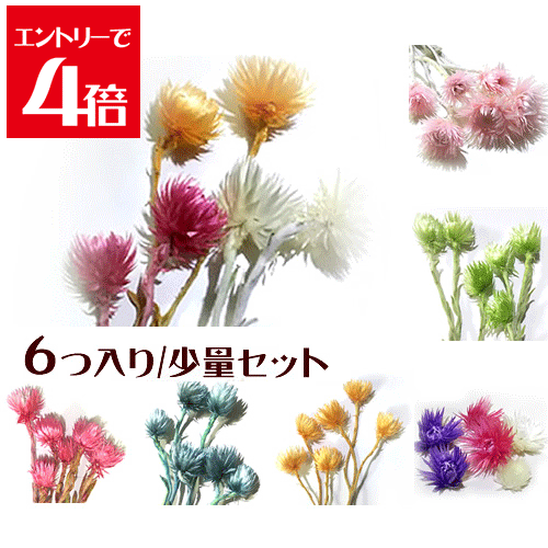 ＼クーポン配布／ ハーバリウム 花材 キット シルバーデージー 6個入り 選べる7色 プリザーブドフラワー 花材 大地農園 ドライフラワー スモールフラワー 楽天ランキング1位 Atelier memi アトリエメミのサムネイル