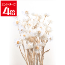 \クーポン配布/ 大地農園 ドライフラワー ミニシルバーデージー (約25g入り) ホワイト DO032001-011 Atelier memi アトリエメミ