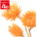 \クーポン配布/ 大地農園 ミニシルバーデージー 25g アプリコット 32001-390 プリザーブドフラワー 花材 大地農園 ドライフラワー スモールフラワー シルバーデージー Atelier memi アトリエメミ
