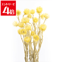 \クーポン配布/ 大地農園 ミニシルバーデージー 25g エンジェルイエロー 32001-540 プリザーブドフラワー 花材 大地農園 ドライフラワー スモールフラワー シルバーデージー Atelier memi アトリエメミ