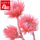\クーポン配布/ 大地農園 ミニシルバーデージー 25g フランボワーズ 32001-210 プリザーブドフラワー 花材 大地農園 ドライフラワー スモールフラワー シルバーデージー
