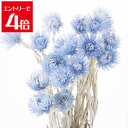 \クーポン配布/ 大地農園 ミニ シルバーデージー ウォーターブルー 約30cmL 花 サイズ 約3.5-4cm 1束(約25g) プリザーブドフラワー 花材 ドライフラワー スモールフラワー ハーバリウム アロマ ワックス サシェ Atelier memi アトリエメミ