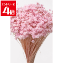 \クーポン配布/ 大地農園 スターフラワー ブロッサム ブライダルピンク プリザーブドフラワー 花材 小花 大地農園 小花 フィビキア