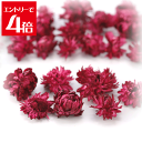 \クーポン配布/ ヘリクリサム ヘッド ワインレッド プリザーブドフラワー 花材 スモールフラワー ハーバリウム アロマ ワックス サシェ 小花 リース キャンドル 手づくり 材料 アクセサリー 大地農園 花 Atelier memi アトリエメミ