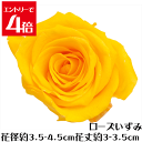 \クーポン配布/ ローズ いずみ ミモザイエロー 【1輪】 プリザーブドフラワー バラ 花材 大地農園 ドライフラワー スモールフラワー ハーバリウム 花材 花 Atelier memi アトリエメミ
