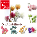 \クーポン配布/ ハーバリウム 花材 キット シルバーデージー 6個入り 選べる7色 プリザーブドフラワー 花材 大地農園 ドライフラワー スモールフラワー 楽...