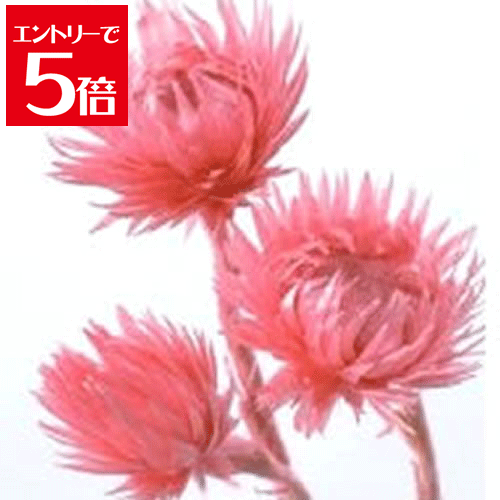 ＼クーポン配布／ 大地農園 ミニシルバーデージー 25g フランボワーズ 32001-210 プリザーブドフラワー 花材 大地農園 ドライフラワー スモールフラワー シルバーデージー