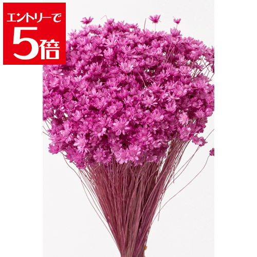 ＼クーポン配布／ スターフラワー ブロッサム 18g ストロベリー プリザーブドフラワー 花材 花 スモー..