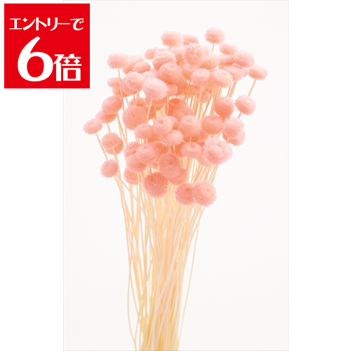 ＼10％OFF／ 大地農園/アマレリーフラワー 22g ピンク Atelier memi アトリエメミ