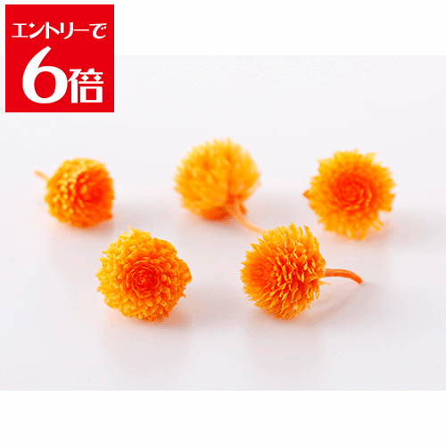 ＼クーポン配布／ 大地農園 千日紅 プリザーブド ヘッド フルーティオレンジ 30輪入り 花材 小花 ハーバリウム アレンジメント サシェ リース 花材 花 プリザーブドフラワー アレンジ Atelier memi アトリエメミ