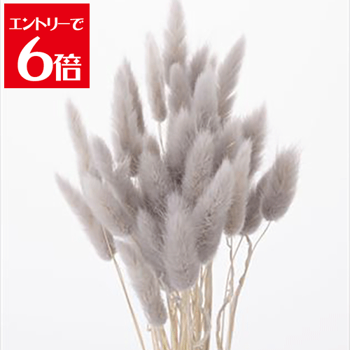 ݥۡ  饰饹 ѡ륰졼 ץꥶ֥ɥե ֺ  ɥ饤ե ⡼ե ϡХꥦ