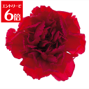 \クーポン配布/ 大地農園 ミニカーネーション レッド 【1輪】 プリザーブドフラワー 花材 大地農園 ドライフラワー スモールフラワー ハーバリウム アロマ ...