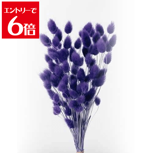 ݥۡ ϥˡơ 졼 ץꥶ֥ɥե ֺ ⡼ե ϡХꥦ  å   ꡼...