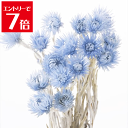 \クーポン配布/ 大地農園 ミニ シルバーデージー ウォーターブルー 約30cmL 花 サイズ 約3.5-4cm 1束(約25g) プリザーブドフラワー 花材 ...