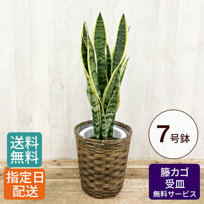 観葉植物 サンセベリア 7号 / 大型 鉢 おしゃれ 鉢植え カゴ付き 受け皿付き インテリア グリーン 室内用 植物 室内用 本物 お祝い 祝い 御祝 開店祝 開業祝 オープン 新築 結婚 新生活 引越し プレゼント 御中元 中元 ギフト 男性 女性