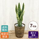 【母の日 遅れてごめんね】 観葉植物 サンセベリア 7号 / 大型 鉢 おしゃれ 鉢植え カゴ付き 受け皿付き インテリア グリーン 室内用 植物 室内用 本物...