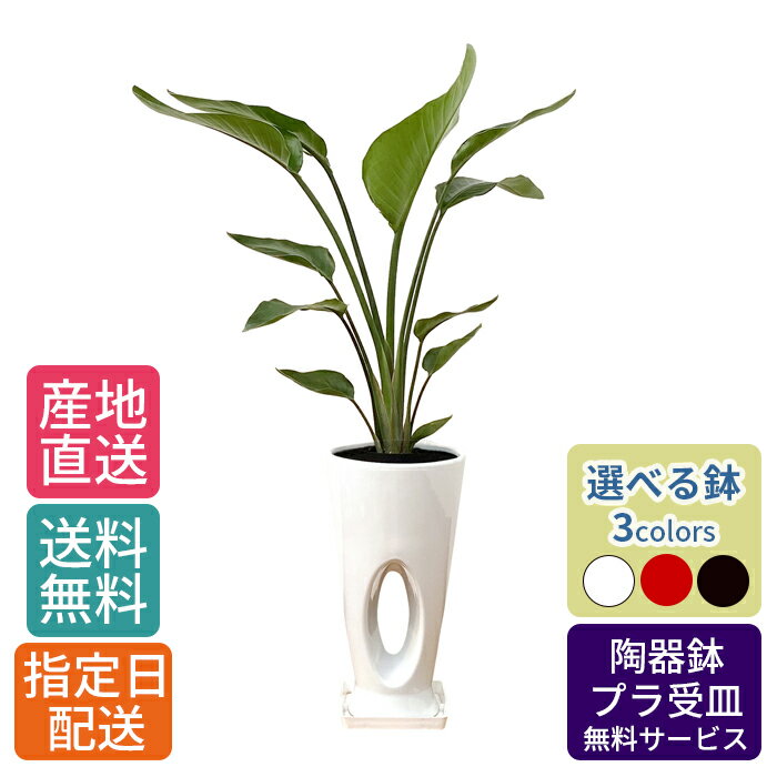 観葉植物ストレリチアオーガスタ7号...