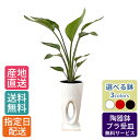 【母の日 遅れてごめんね】 観葉植物 ストレリチア オーガスタ 7号 穴高陶器 / 鉢 おしゃれ 鉢植え 大 大型 大きい インテリア 室内用 植物 本物 陶器...
